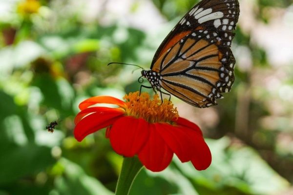 A butterfly and a fly close to a flower on Sebastian Helzle's Blog