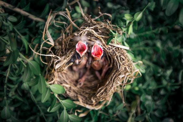 Two birds in a nest asking for food